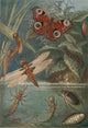 Metamorphoses Life Cycle of Insects Poster Print showcasing insect transformations.