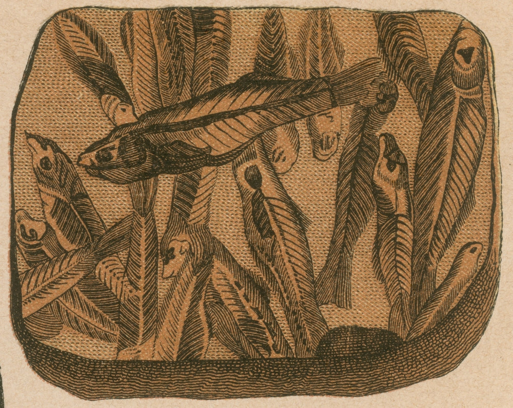 Prehistoric Fish, Lebias cephalotes Poster Print showcasing ancient aquatic life