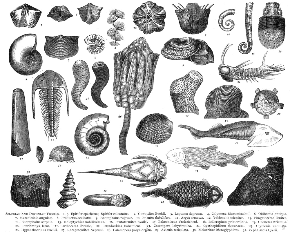 Silurian and Devonian Fauna Poster Print showcasing ancient marine life.
