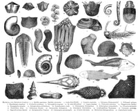 Silurian and Devonian Fauna Poster Print showcasing ancient marine life.