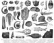 Silurian and Devonian Fauna Poster Print showcasing ancient marine life.