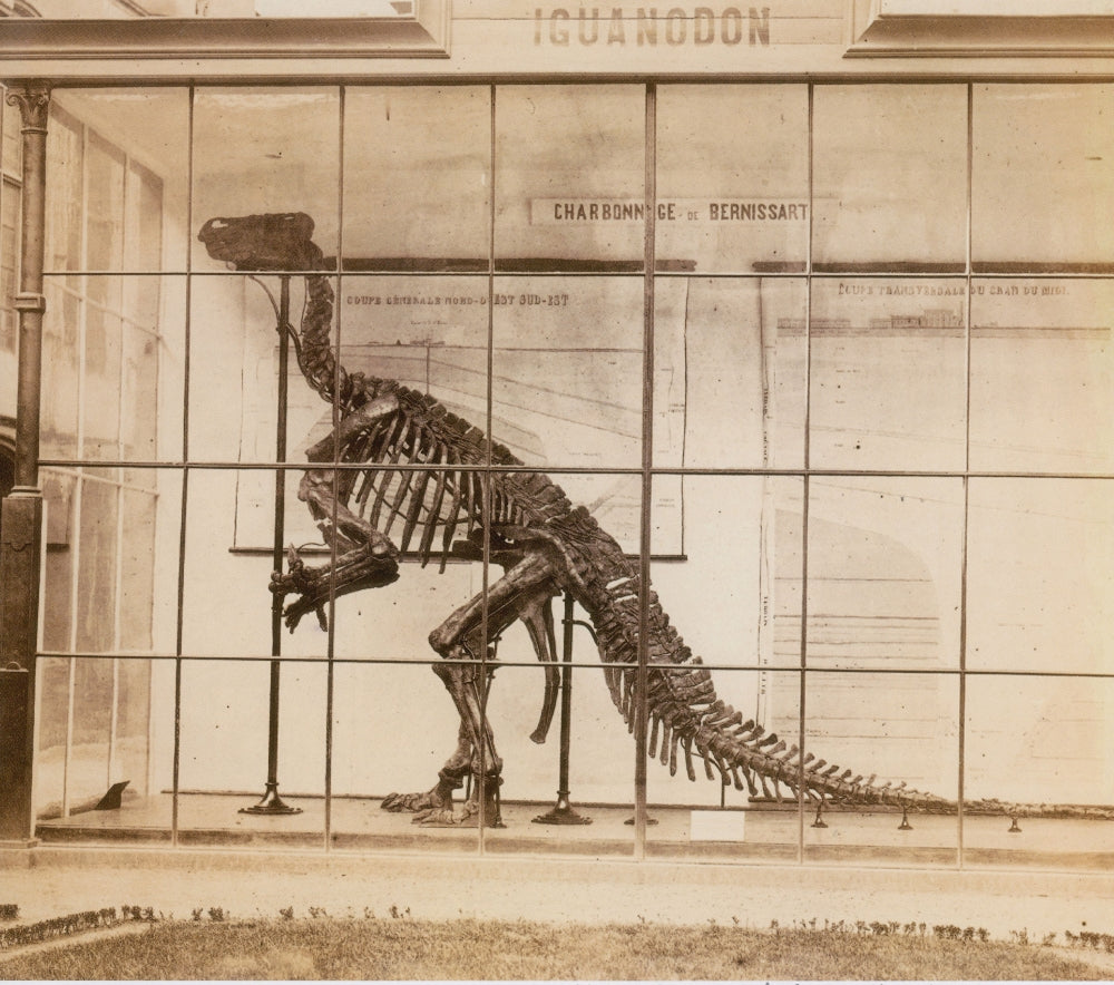 Iguanodon Skeleton Poster Print - Mesozoic Dinosaur Art
