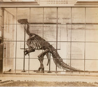Iguanodon Skeleton Poster Print - Mesozoic Dinosaur Art