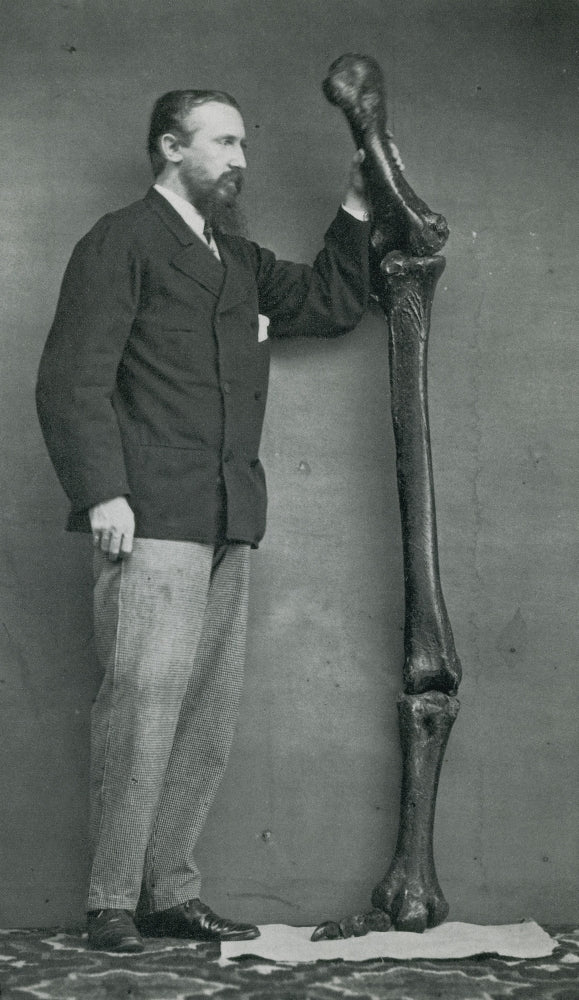 Leg Bones of Australian Dinornis Art Print from 1872 on premium paper