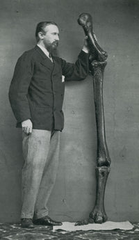 Leg Bones of Australian Dinornis Art Print from 1872 on premium paper