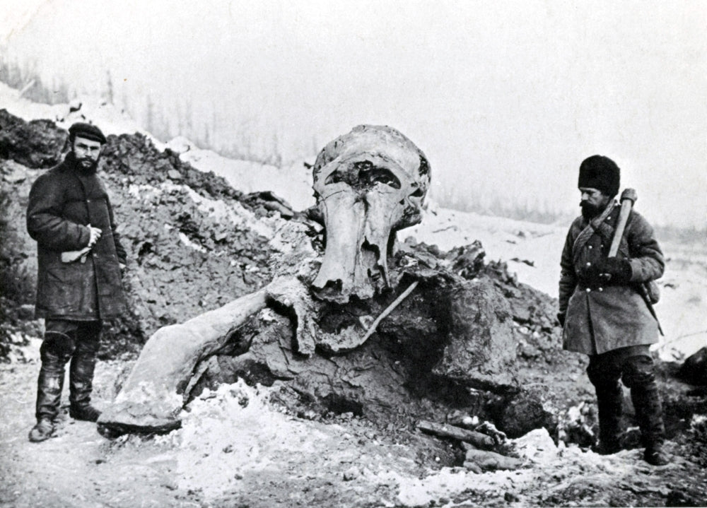 Berezovka Woolly Mammoth Poster Print showcasing prehistoric artwork