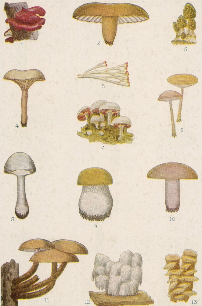 Edible American Mushrooms Poster Print showcasing various mushroom species.