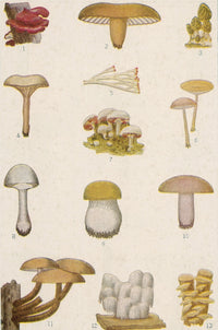 Edible American Mushrooms Poster Print showcasing various mushroom species.