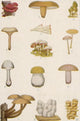 Edible American Mushrooms Poster Print showcasing various mushroom species.