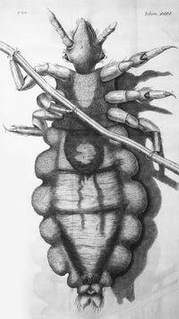 Robert Hooke's Louse 1665 Poster Print showcasing detailed microscopy.