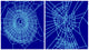 Effect of Benzedrine on Spiders Poster Print showcasing spider behavior study.
