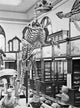 Hadrosaurus Reconstruction 1898 Poster Print showcasing detailed dinosaur artwork.