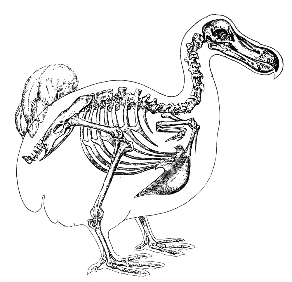 Skeleton and Outline of Dodo Bird Poster Print showcasing detailed skeletal structure.