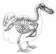 Skeleton and Outline of Dodo Bird Poster Print showcasing detailed skeletal structure.