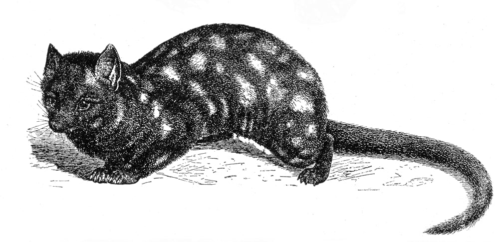 Poster print of Eastern Quoll (Dasyurus viverrinus) showcasing its unique spotted fur.