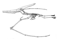 Pteranodon Cretaceous Flying Reptile Poster Print