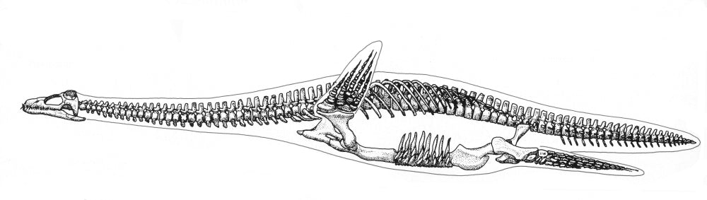 Plesiosauria Skeleton Poster Print showcasing Mesozoic reptile art.