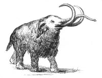 Mammoth Cenozoic Mammal Poster Print showcasing a prehistoric creature.