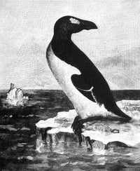 Great Auk Extinct Flightless Bird Poster Print showcasing unique features of the extinct species.