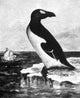 Great Auk Extinct Flightless Bird Poster Print showcasing unique features of the extinct species.