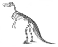 Claosaurus Cretaceous Dinosaur Poster Print on premium paper.