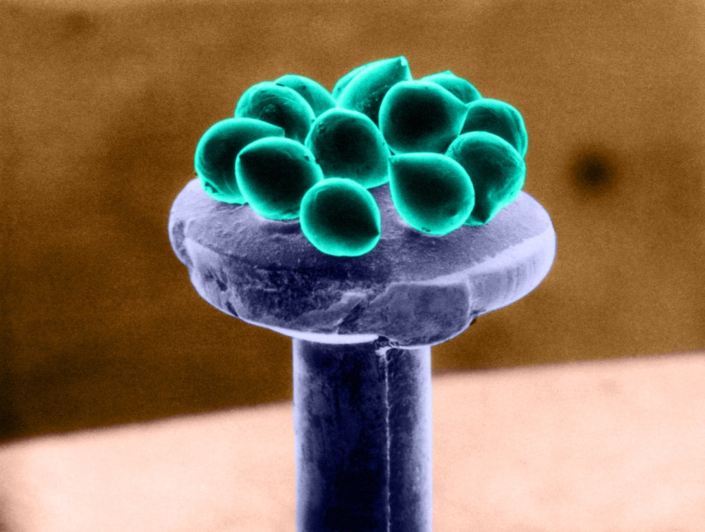 Silicon Beads Head of Pin SEM Poster Print by Science Source