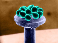 Silicon Beads Head of Pin SEM Poster Print by Science Source