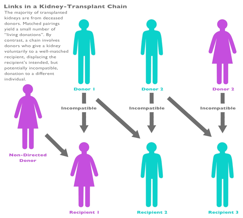 Kidney Chain Chart Poster Print by Gwen Shockey, anatomical diagram