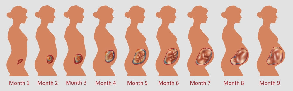 Fetal Growth Educational Poster Print by Science Source