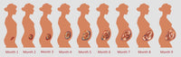 Fetal Growth Educational Poster Print by Science Source