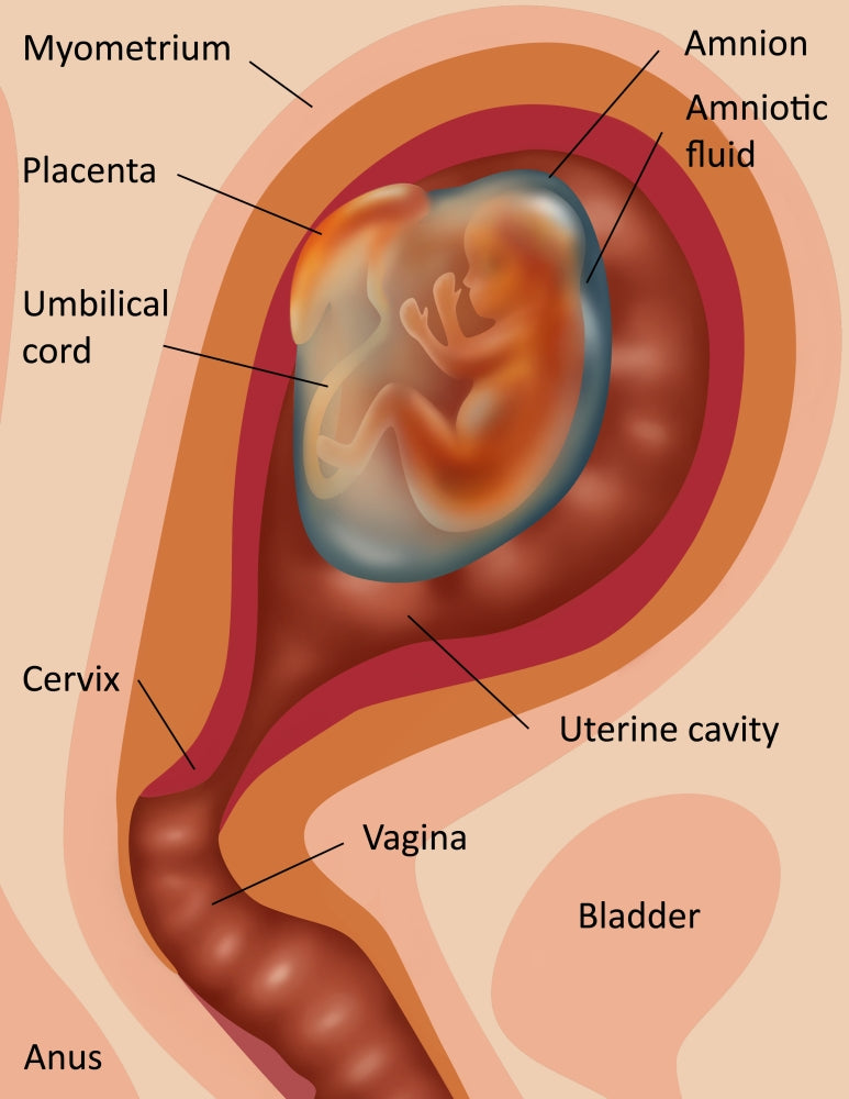 Fetus Illustration Poster Print showcasing detailed fetal development artwork.