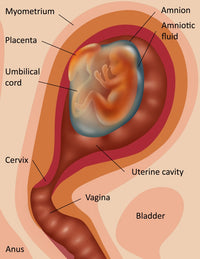 Fetus Illustration Poster Print showcasing detailed fetal development artwork.