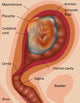 Fetus Illustration Poster Print showcasing detailed fetal development artwork.