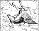 Pegasus Constellation Poster Print by Science Source
