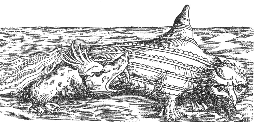 Sea Monster Attacks Ziphius 16th Century Poster Print