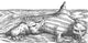 Sea Monster Attacks Ziphius 16th Century Poster Print