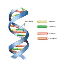DNA Poster Print by Spencer Sutton, showcasing the intricate structure of DNA.