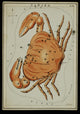 Cancer Constellation Zodiac Sign Poster Print depicting the stars and astrological elements.