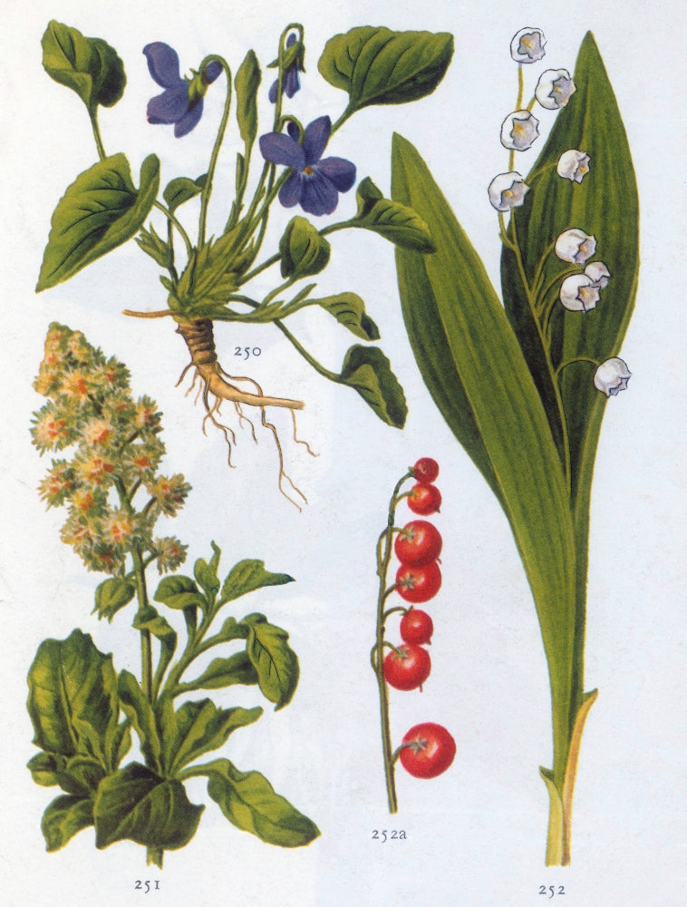 Herbaceous Plants and Berry Poster Print showcasing vibrant flora