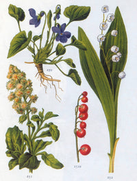 Herbaceous Plants and Berry Poster Print showcasing vibrant flora