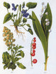 Herbaceous Plants and Berry Poster Print showcasing vibrant flora