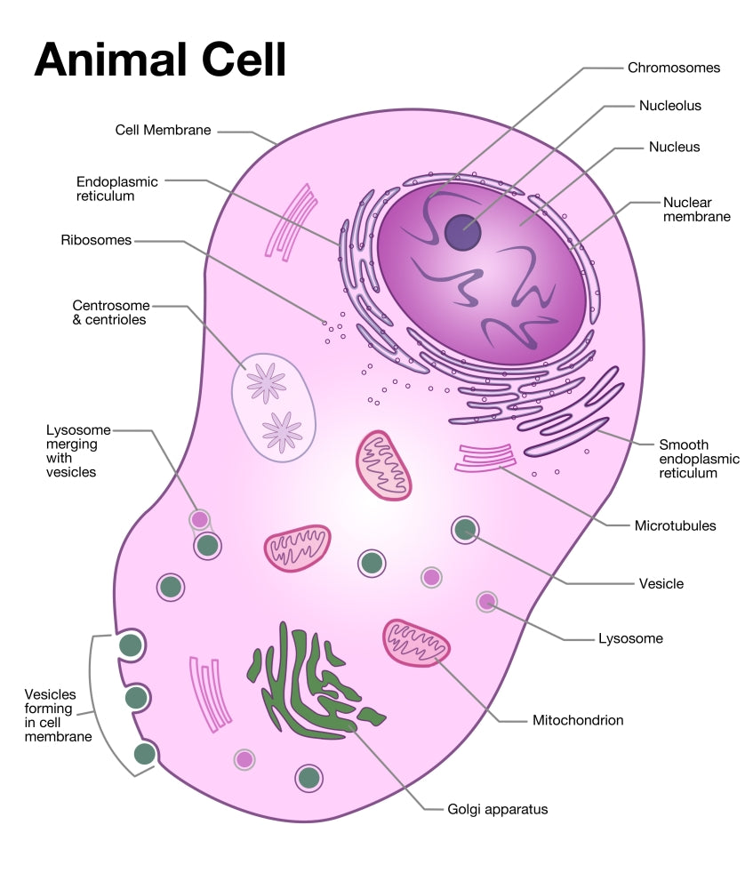 Animal Cell Diagram Poster Print by Spencer Sutton, educational biology poster