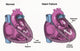 Healthy Heart vs. Heart Failure Educational Poster Print by Spencer Sutton