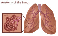 Lungs and Alveoli Educational Poster Print by Science Source