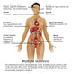 Symptoms of Multiple Sclerosis Poster Print educational artwork.