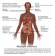 Symptoms of Multiple Sclerosis Poster Print featuring educational graphics