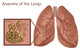 Lungs & Alveoli with Emphysema Poster Print illustrating human anatomy.