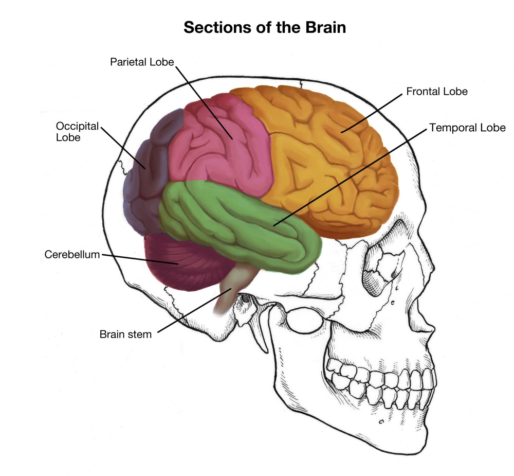 Sections of the Brain Poster Print by Spencer Sutton - Educational Art