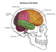 Sections of the Brain Poster Print by Spencer Sutton - Educational Art