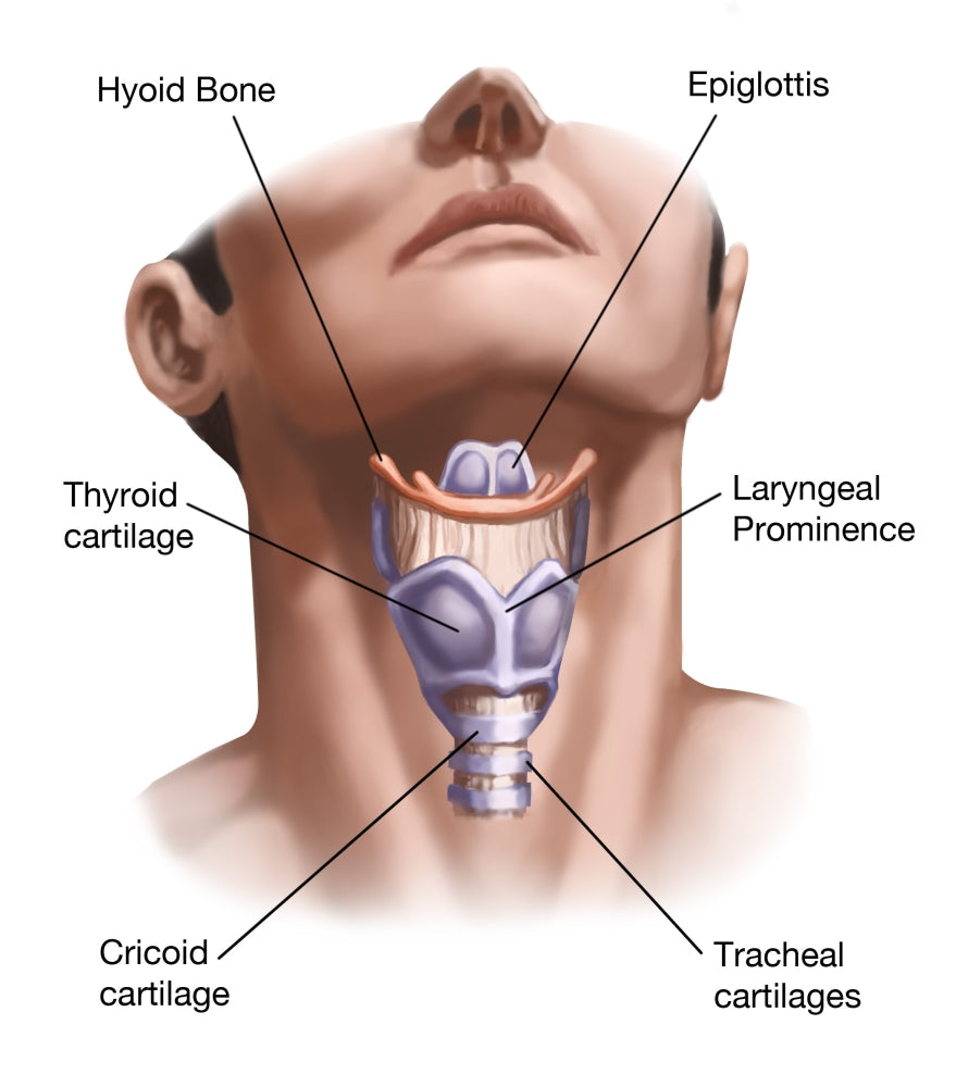 Anatomy of the Neck Poster Print by Spencer Sutton, educational art print